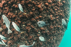 Inspire Environmental activities include benthic and fisheries science, underwater acoustics, nature-based design and data services.